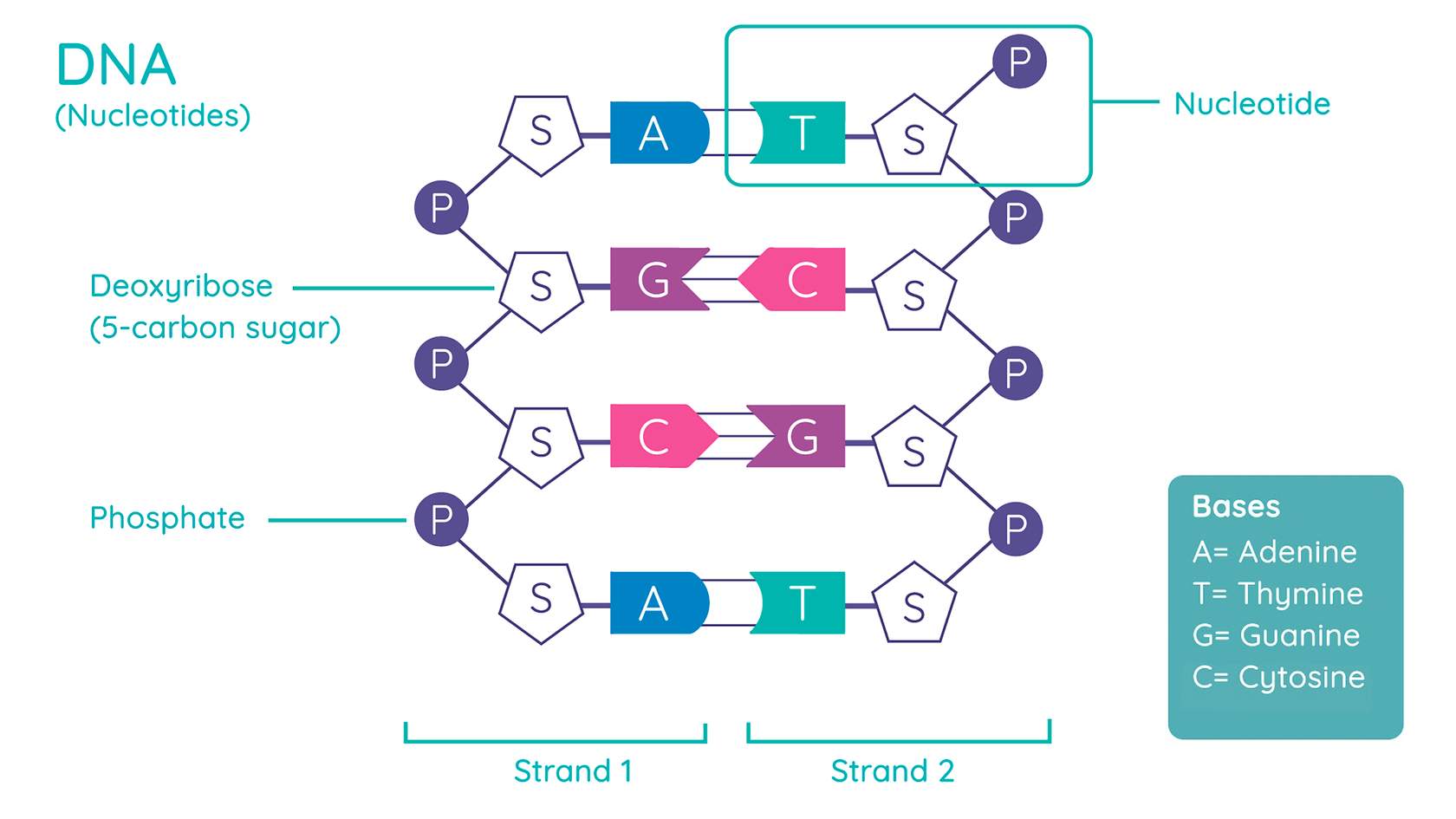 The Structure of DNA | Studyclix