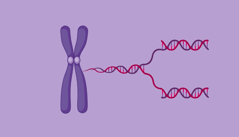 DNA Replication | Studyclix