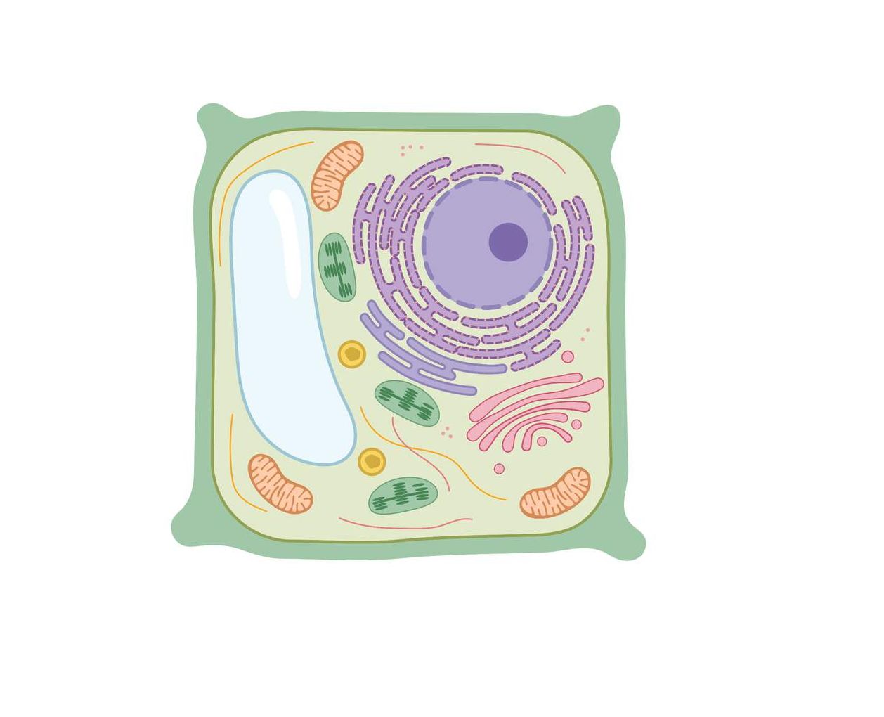 Five-Kingdom System of Classification | Studyclix