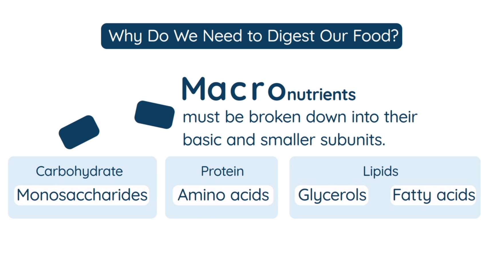Mechanical Digestion Studyclix