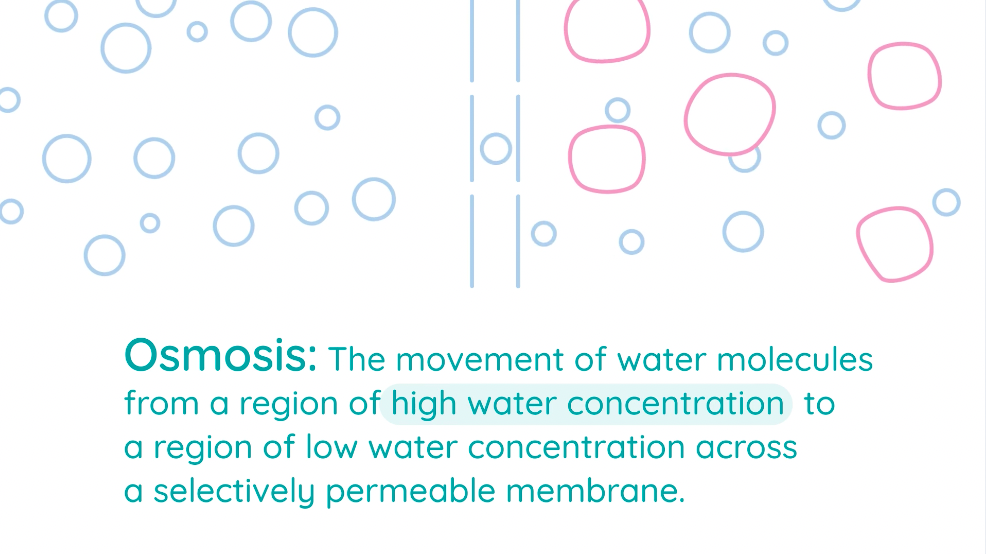 Demonstrate Osmosis Using Visking Tubing | Studyclix