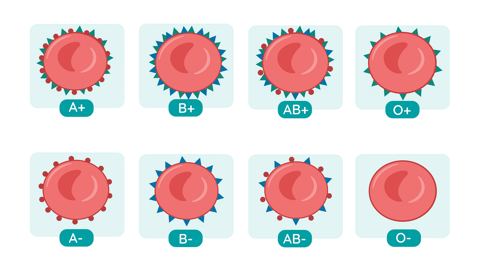 Blood Grouping | Studyclix