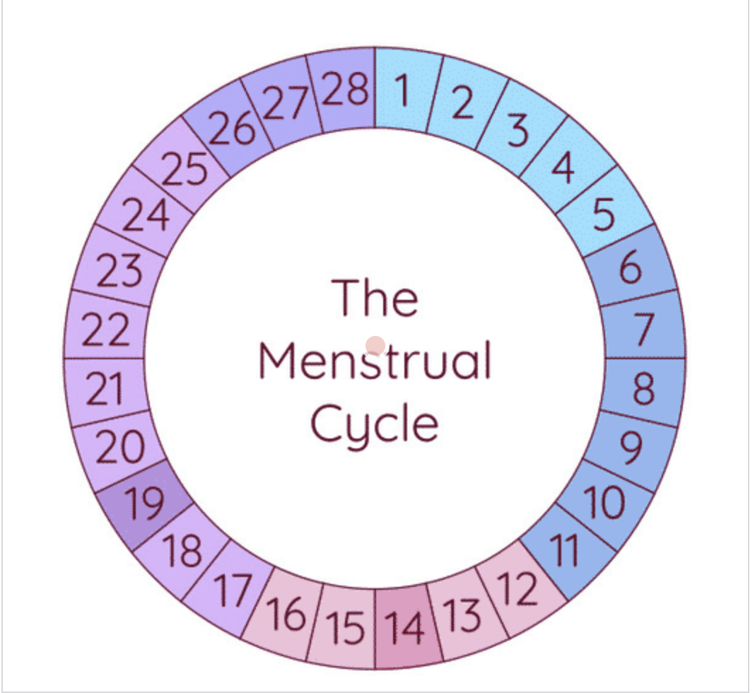 The Menstrual Cycle | Studyclix