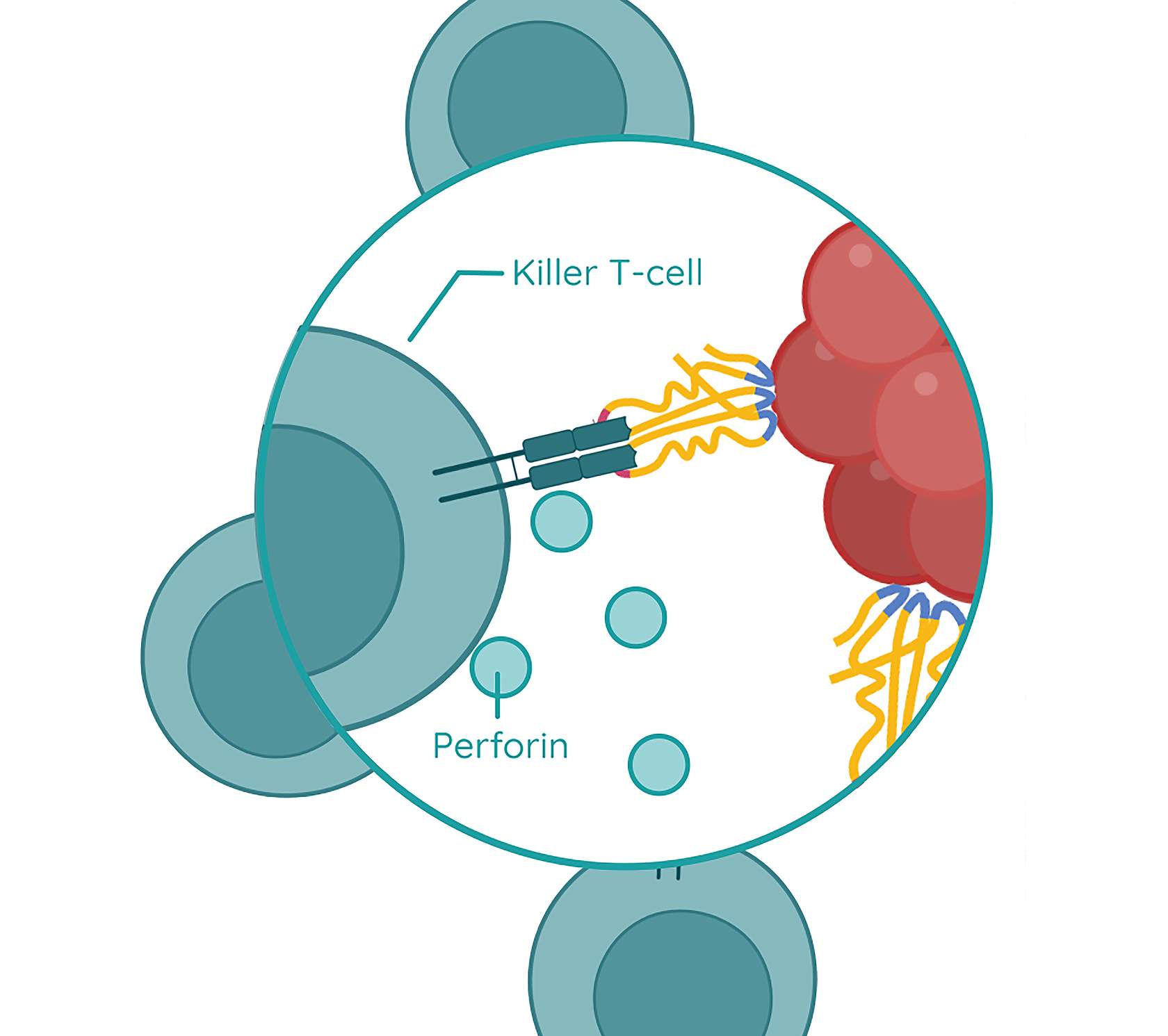 b-lymphocytes-and-t-lymphocytes-studyclix