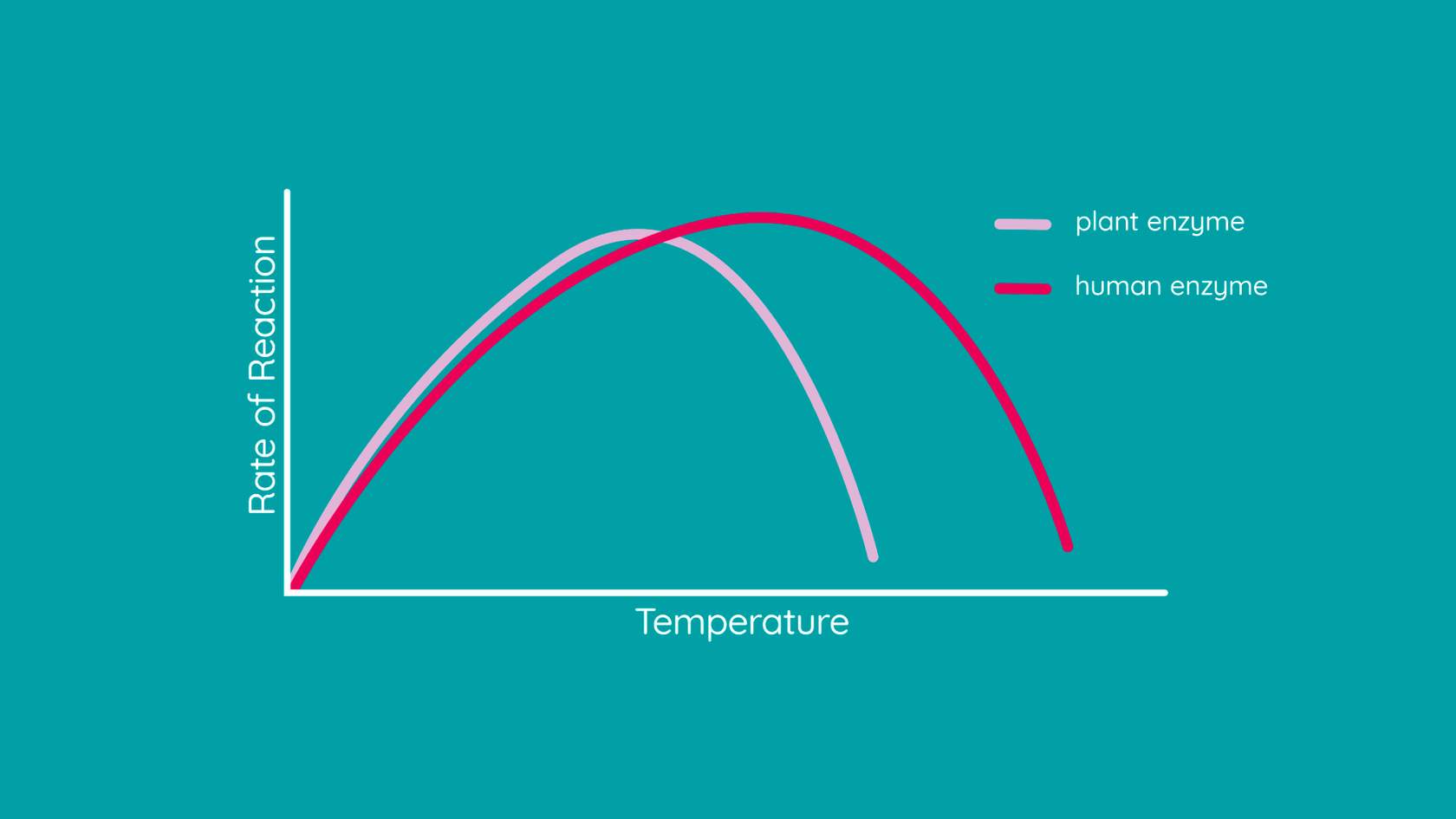 heat denaturation of enzymes experiment