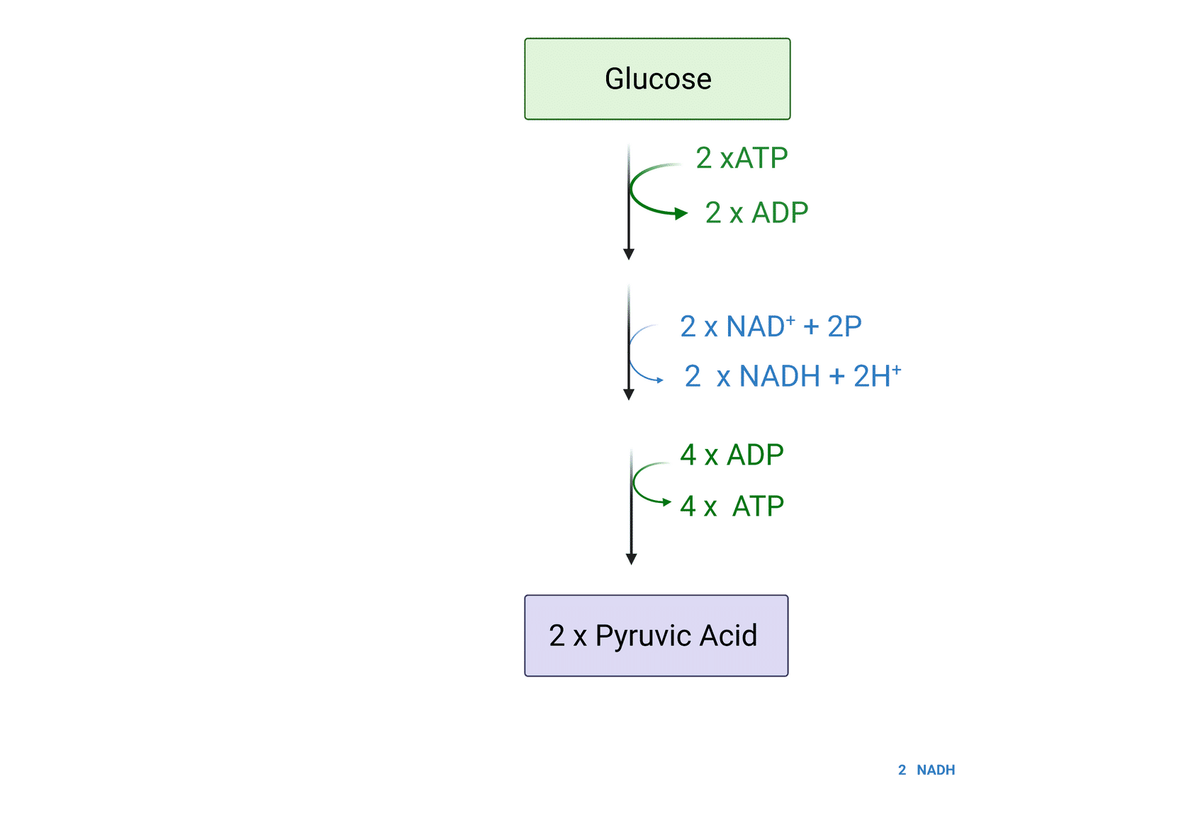 Respiration Definition, Role, and Balanced Equation Studyclix