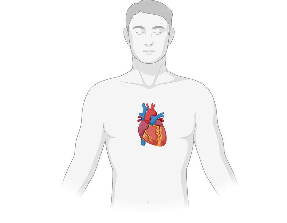 Structure of the Heart | Studyclix