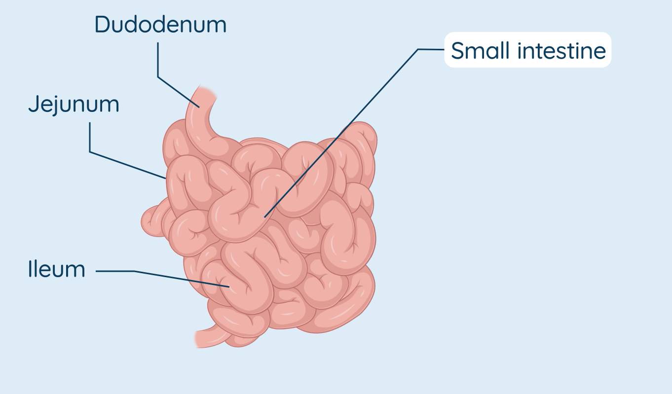 The Structure And Basic Function Of The Digestive System Studyclix