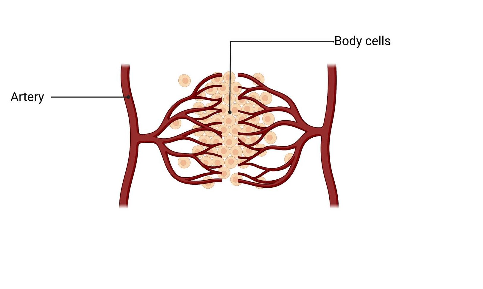 Open and Closed Circulatory Systems Studyclix