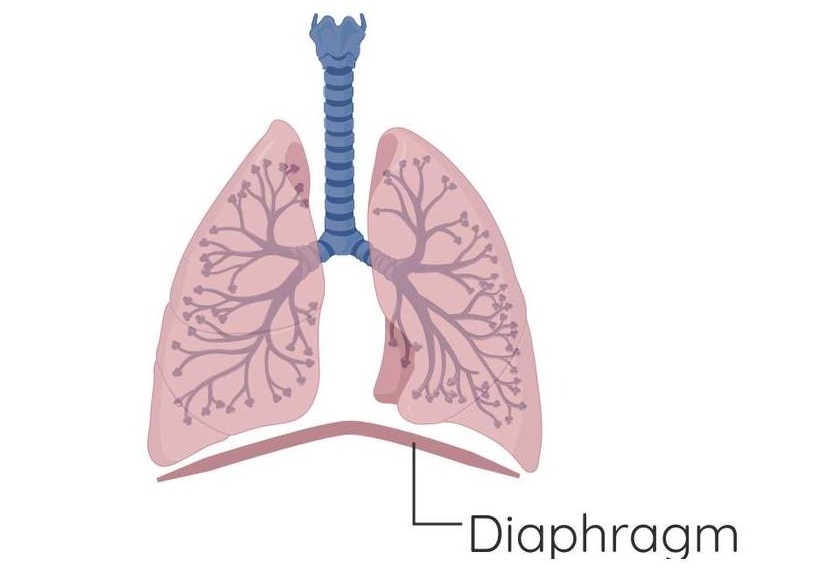 Structure and Function of Parts of the Breathing System | Studyclix