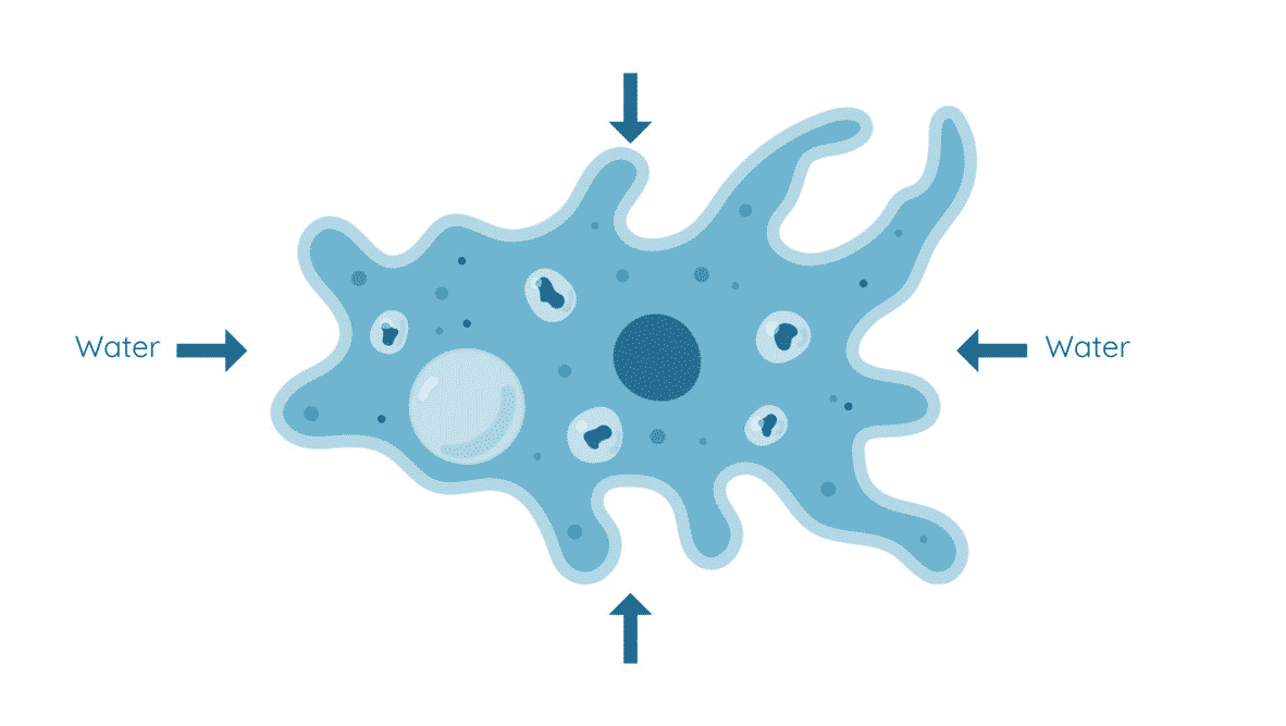 Osmosis in Plant and Animals Cells including Turgidity Studyclix