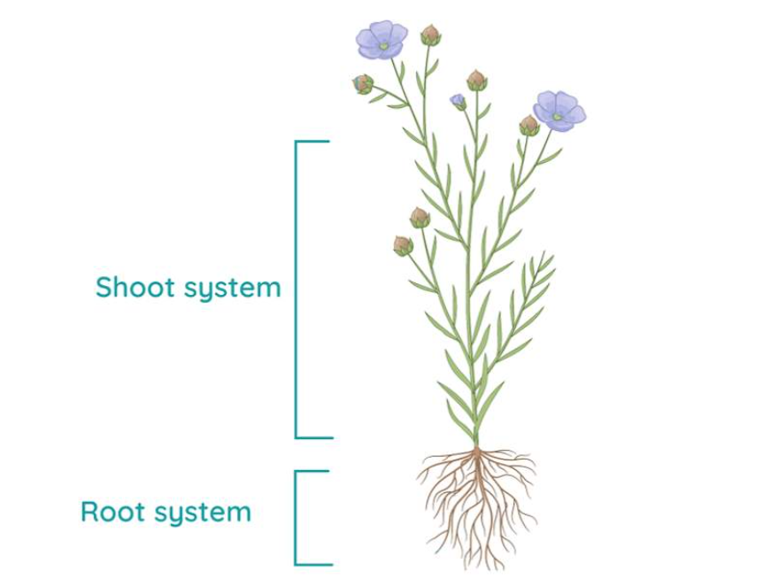 Structure and Functions of the Root System | Studyclix