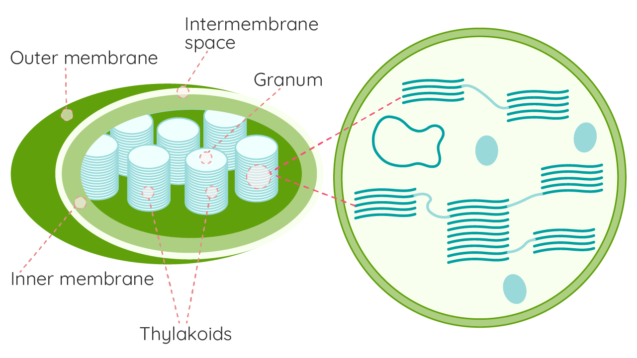 Inner Structure Of Chloroplast