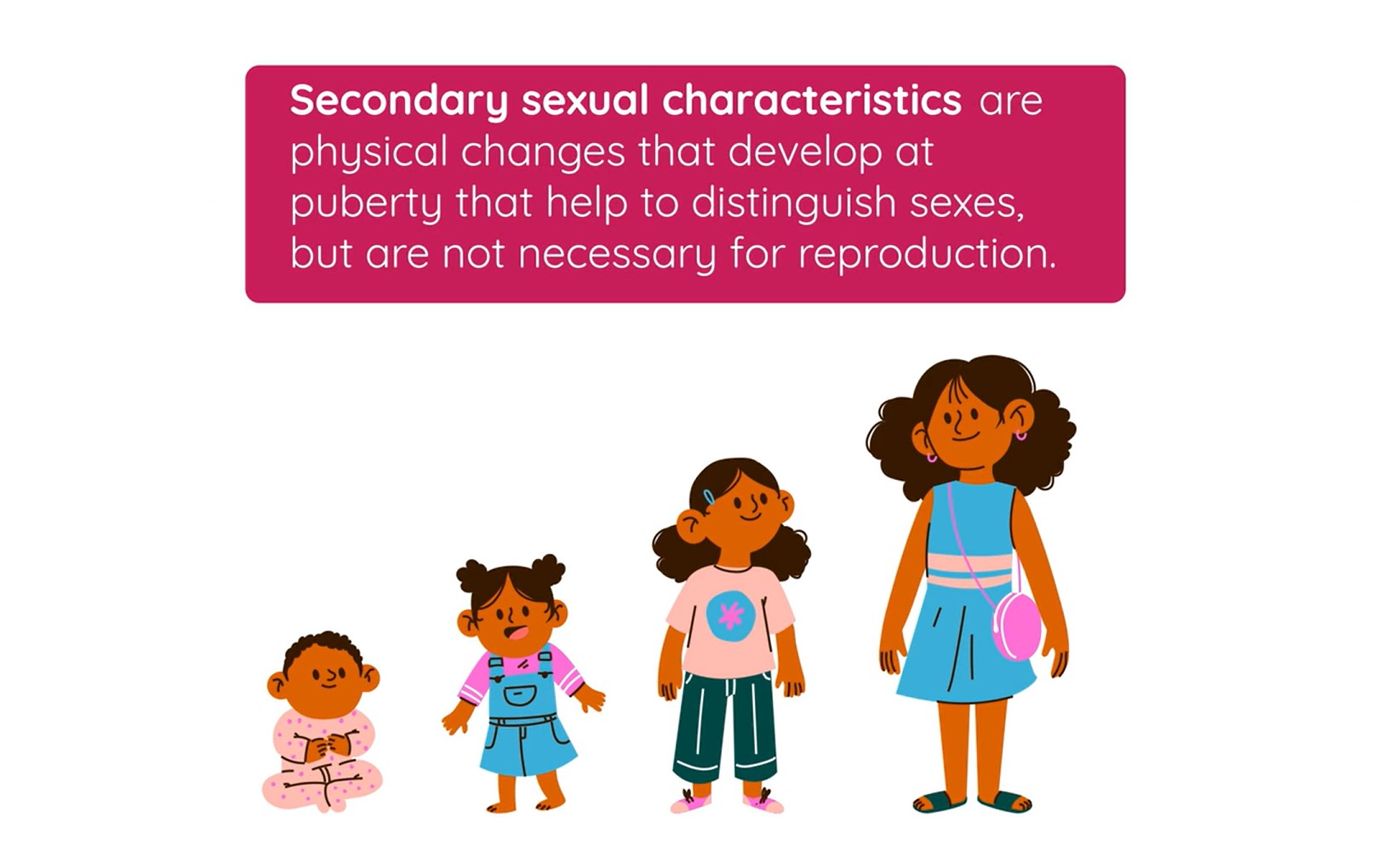 Female Secondary Sexual Characteristics and the Female Gamete | Studyclix