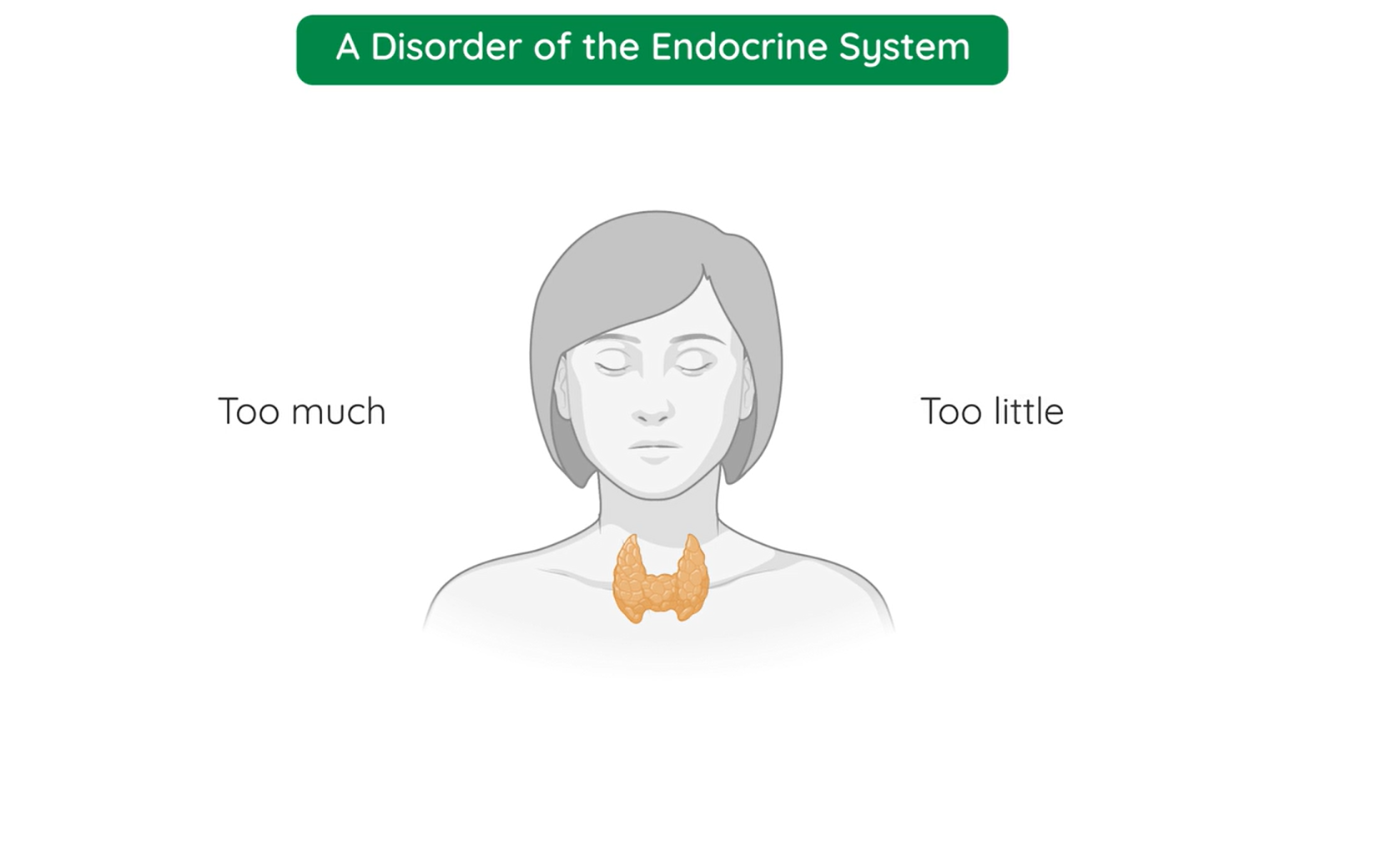 disorder-of-the-endocrine-system-and-negative-feedback-loops-studyclix