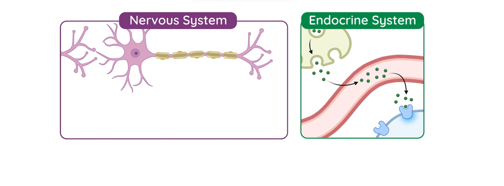 Hormonal Action Vs Nerve Action 