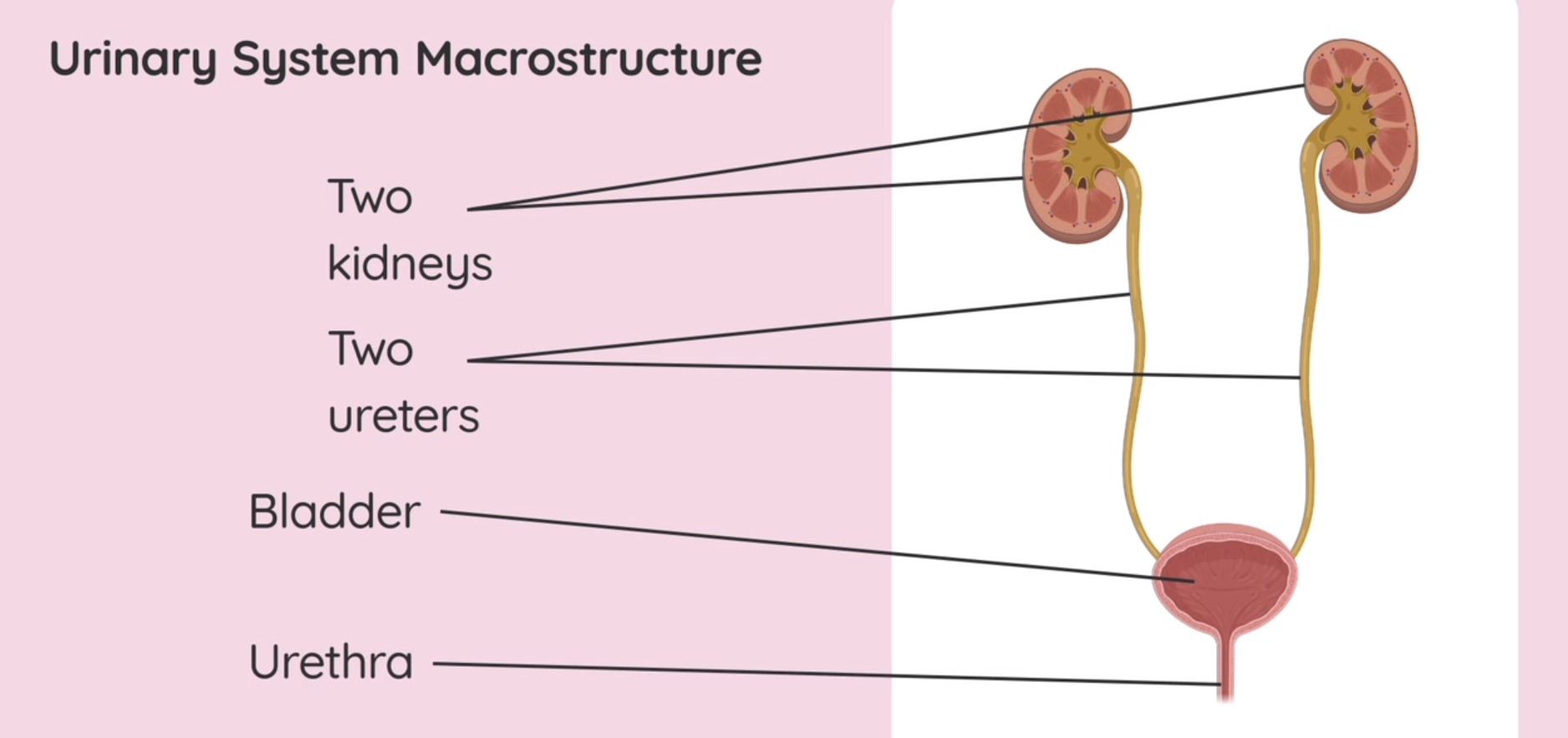 Structure and Basic Function of the Urinary System and Kidneys | Studyclix