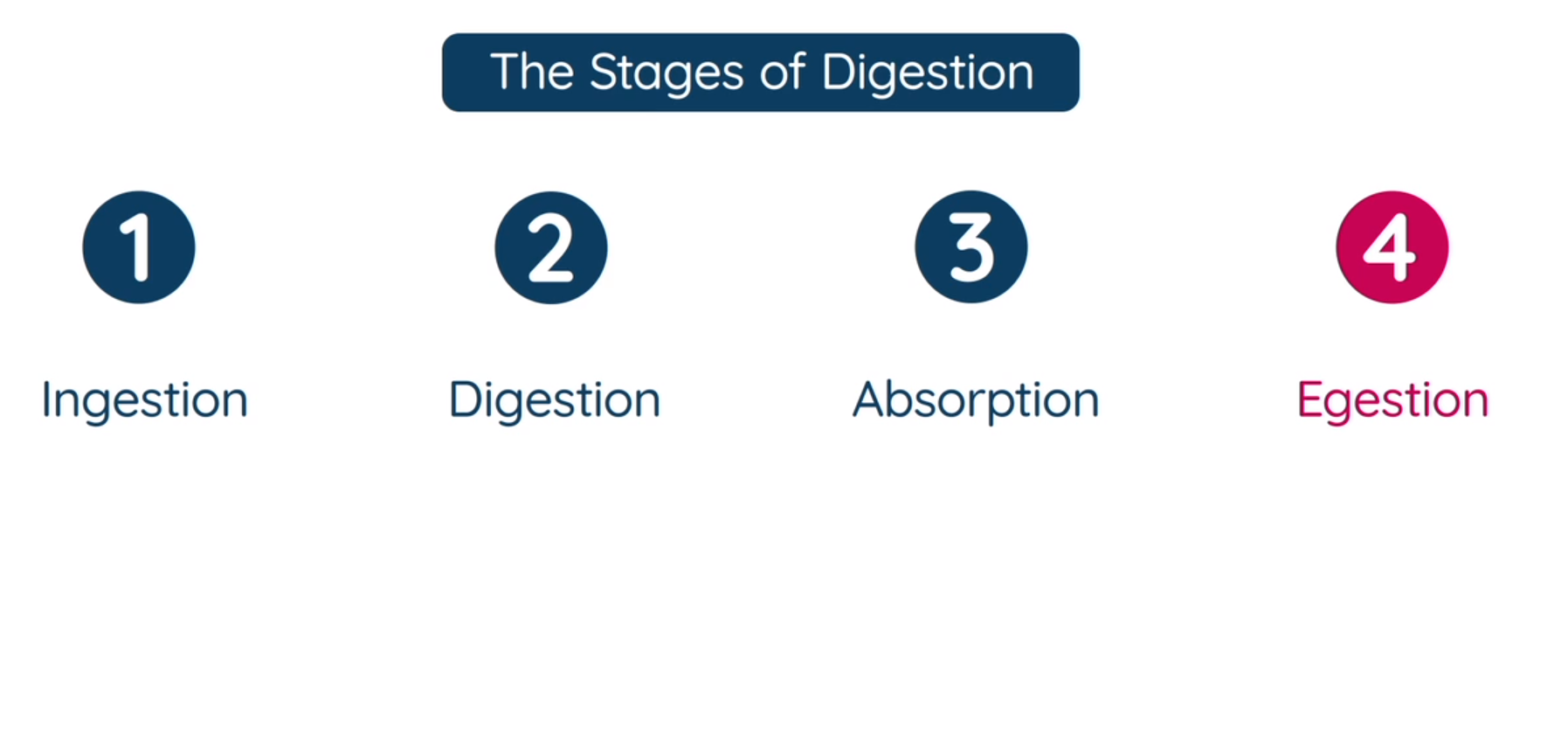 Stages of Digestion | Studyclix