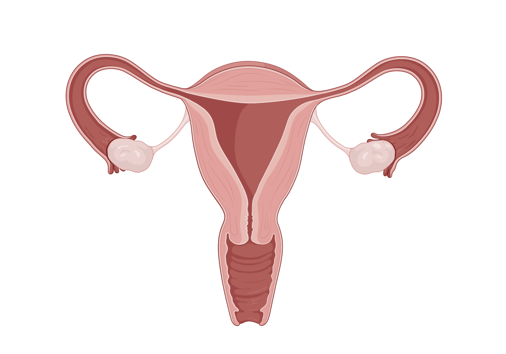 Female reproductive system outline, Vector Illustration 22674066 Vector Art  at Vecteezy
