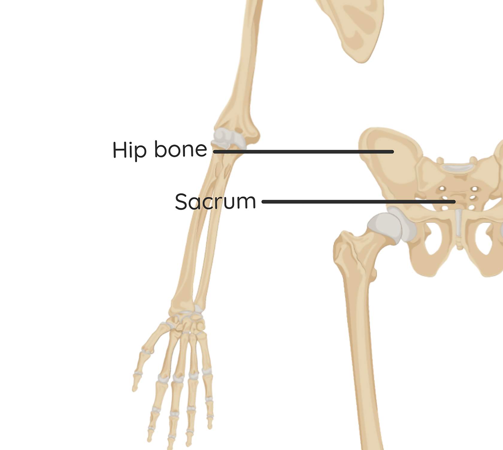 The Structure and Functions of the Human Skeleton | Studyclix