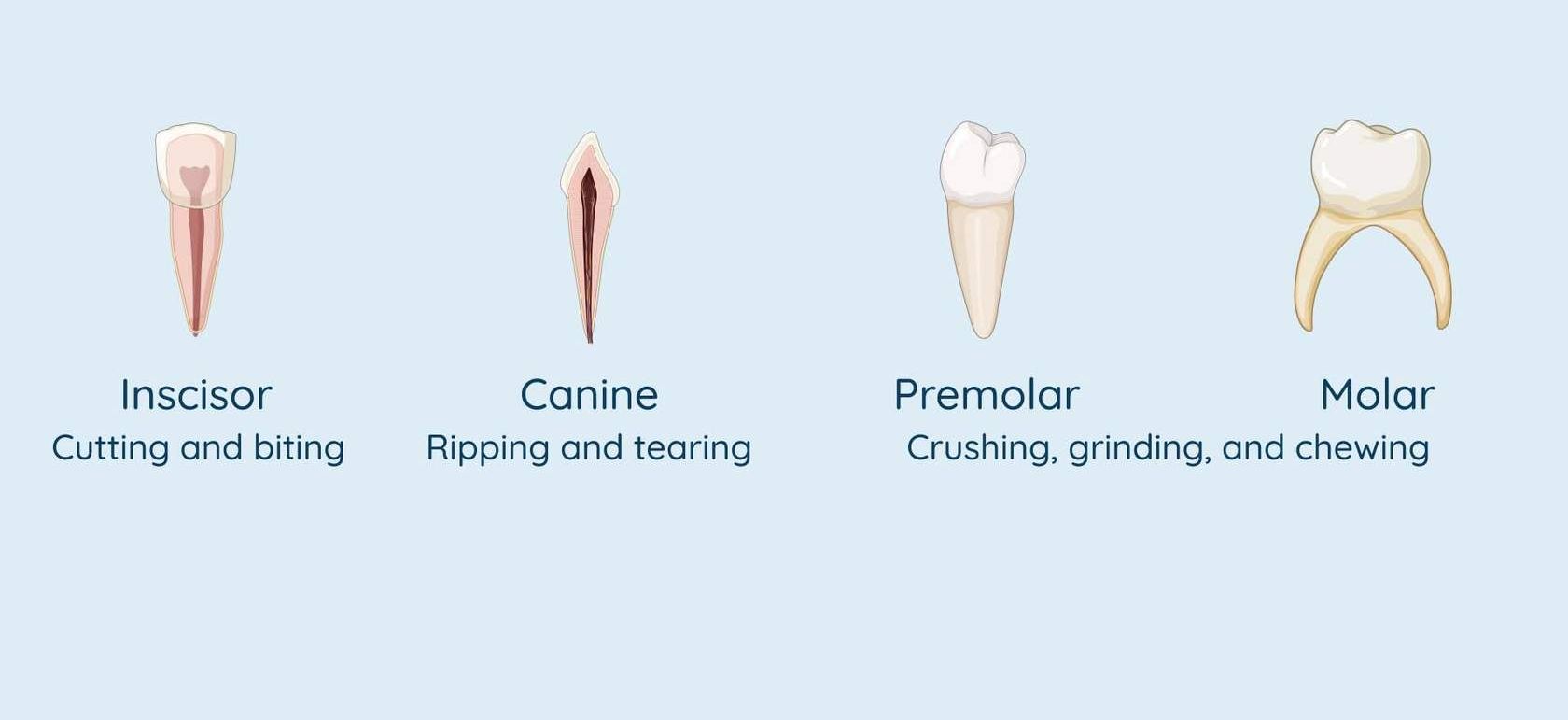 The Digestive System At a Glance Studyclix