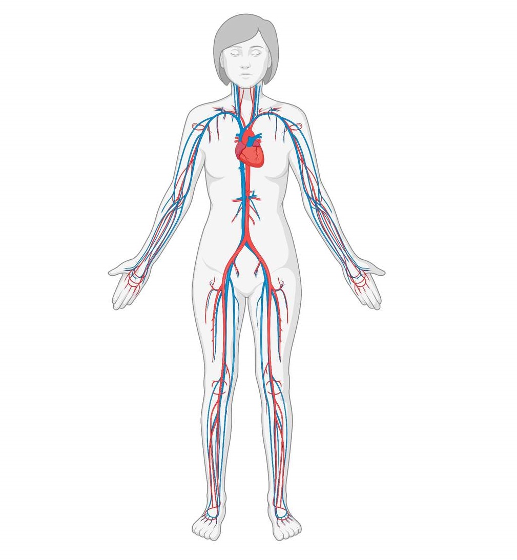 Open and Closed Circulatory Systems Studyclix