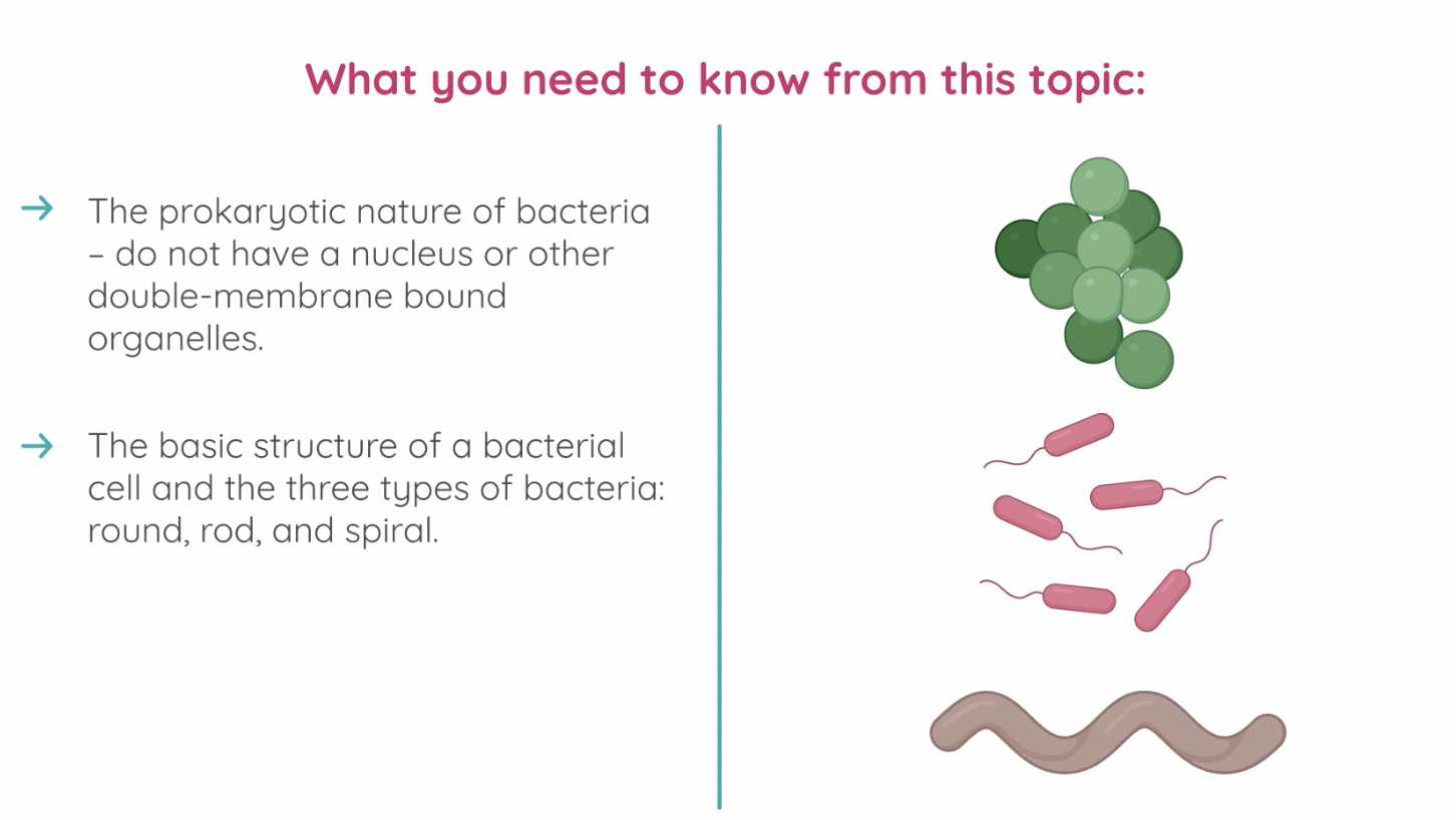 Bacteria | At a Glance | Studyclix