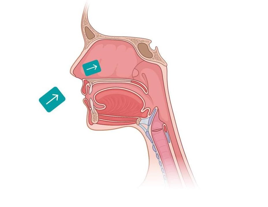 Structure and Function of Parts of the Breathing System | Studyclix