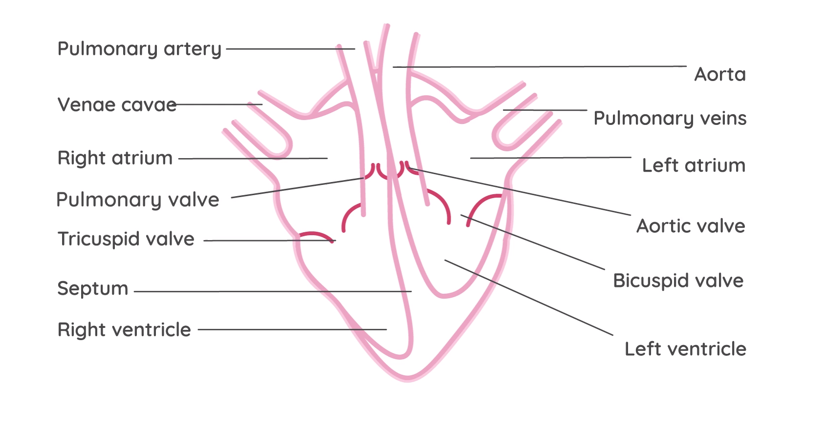 edexcel-igcse-biology-2-8-10-the-heart