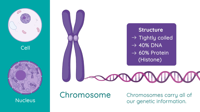 20+ Diagram Of Chromosome
